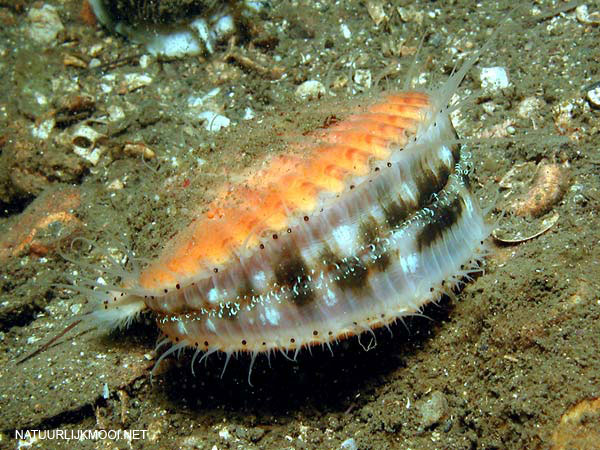 Aequipecten opercularis